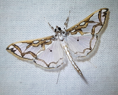 Polythlipta cerealis