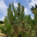 Monterey Pine - Photo (c) Geo Gal, some rights reserved (CC BY-NC), uploaded by Geo Gal