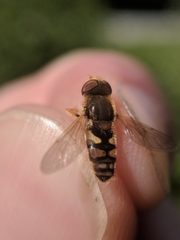 Parhelophilus obsoletus