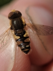 Parhelophilus obsoletus