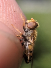 Parhelophilus obsoletus