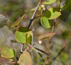 Harmandiola tremulae