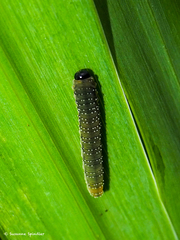 Rhadinoceraea micans