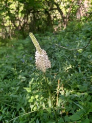 Plantago urvillei