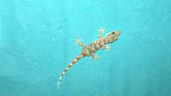 Tarentola boettgeri boettgeri