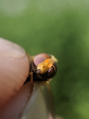 Parhelophilus obsoletus