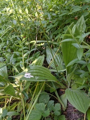 Plantago urvillei