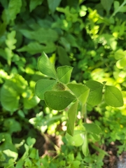 Trifolium incarnatum
