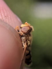 Parhelophilus obsoletus