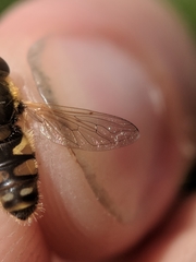 Parhelophilus obsoletus