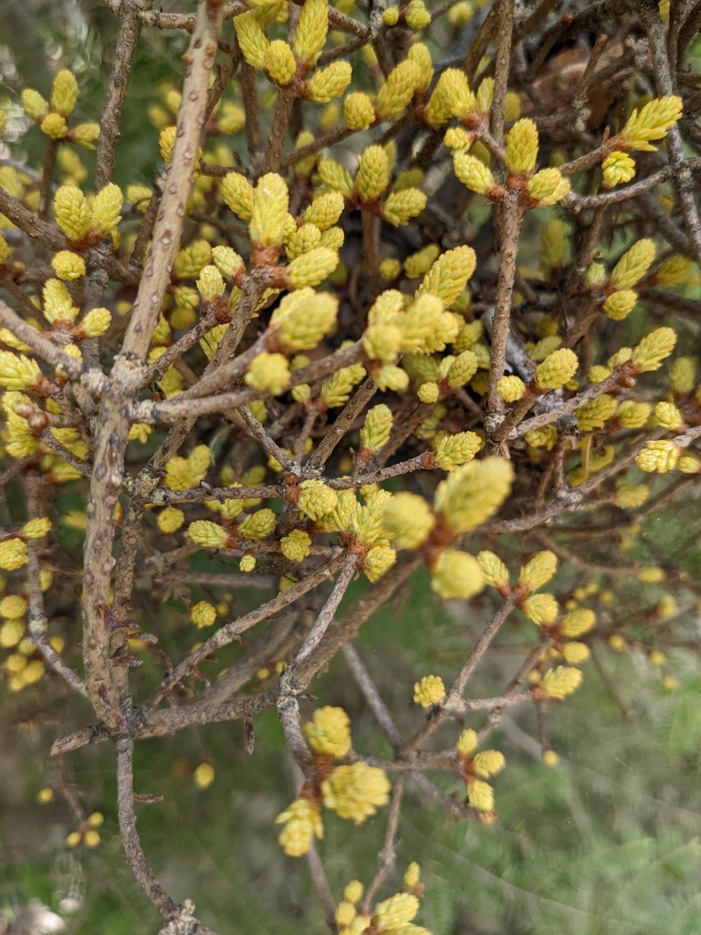 spruce witch's broom rust