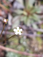 Androsace filiformis