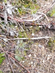 Androsace filiformis