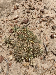 Cusickiella douglasii