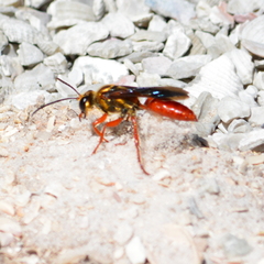 Sphex jamaicensis