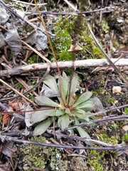 Androsace filiformis