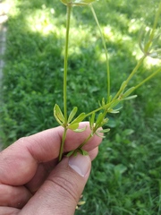 Asperula orientalis