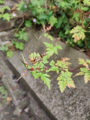 Magnoliopsida