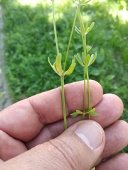 Asperula orientalis