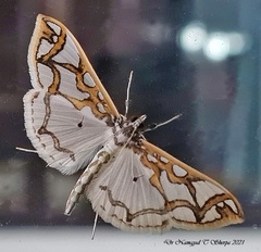 Polythlipta cerealis