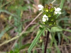 Prunella laciniata