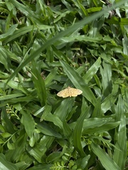 Polygrammodes eleuata