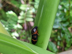 Okiscarta uchidae