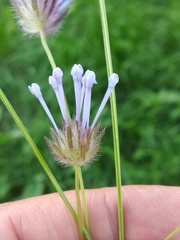 Asperula orientalis