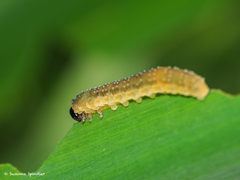 Rhadinoceraea micans