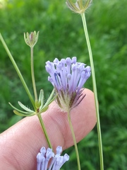 Asperula orientalis