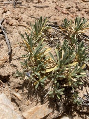 Cusickiella douglasii