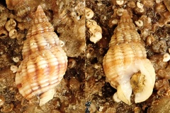 Tritia incrassata