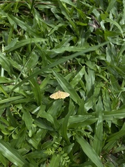 Polygrammodes eleuata