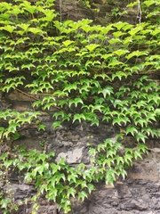 Hedera