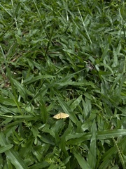 Polygrammodes eleuata