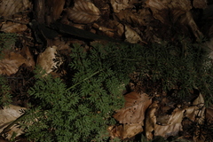 Selinum