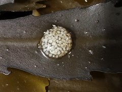 Littorina obtusata