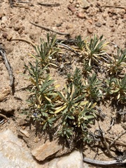 Cusickiella douglasii