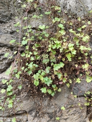 Hedera