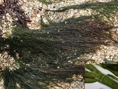 Cladophora rupestris