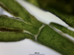 Cladophora rupestris