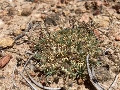 Cusickiella douglasii