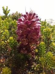 Orobanche sanguinea