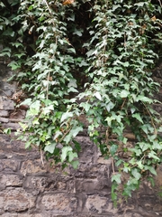 Hedera
