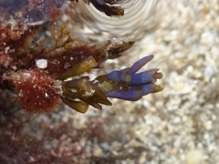 Ericaria selaginoides