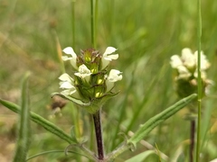 Prunella laciniata
