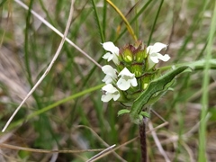 Prunella laciniata