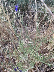 Delphinium consolida