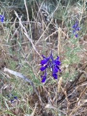 Delphinium consolida