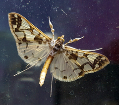 Polythlipta divaricata